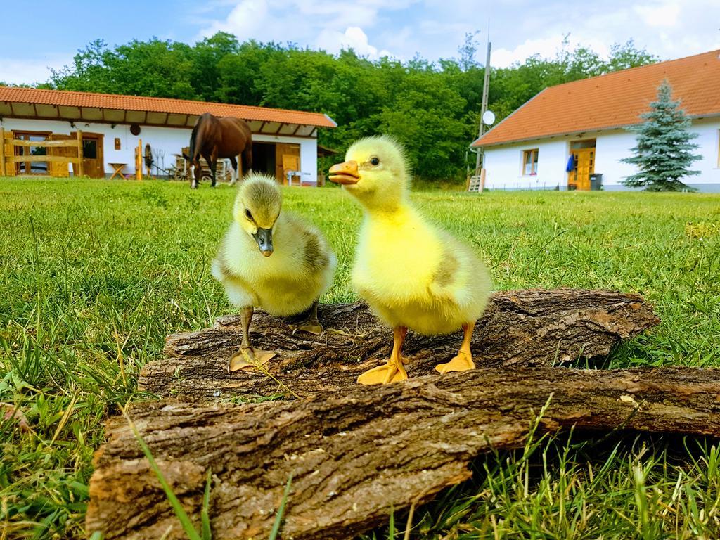 Hotel Akacliget Vendeghaz Es Major Ofeherto Zewnętrze zdjęcie